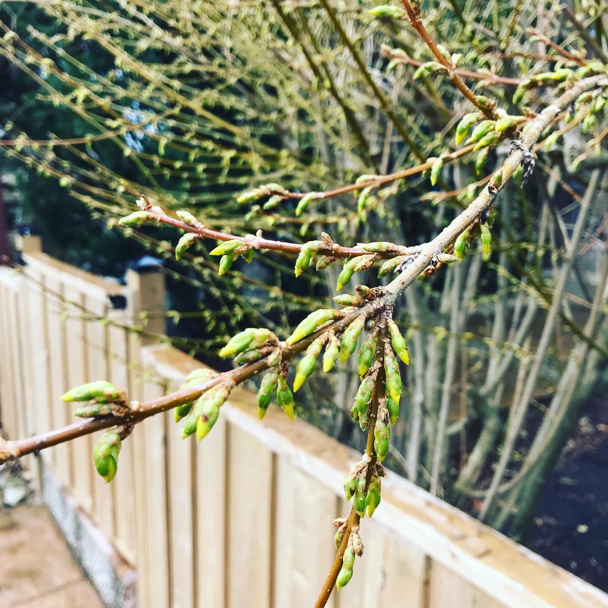 GuelphTurf's tweet photo. Forsythia in various stages of bloom in S. Ontario.  Depending on your location, full bloom should occur this week or next — which means the first wave of #WeevilWatch begins! https://t.co/ANdwpBSZez
