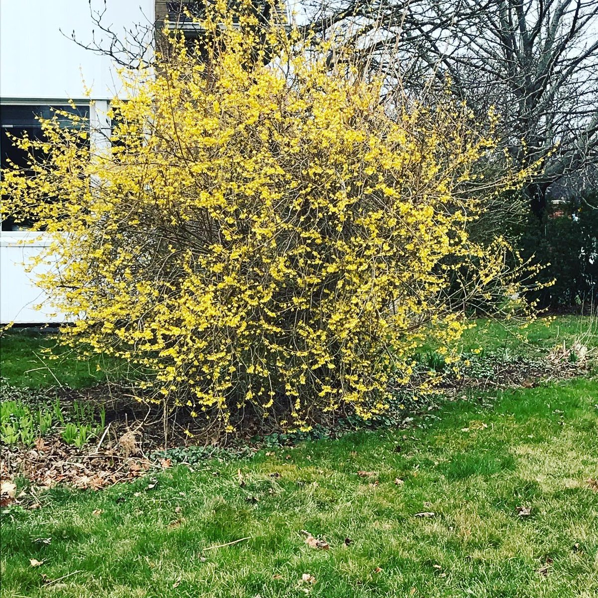 GuelphTurf's tweet photo. Forsythia in various stages of bloom in S. Ontario.  Depending on your location, full bloom should occur this week or next — which means the first wave of #WeevilWatch begins! https://t.co/ANdwpBSZez
