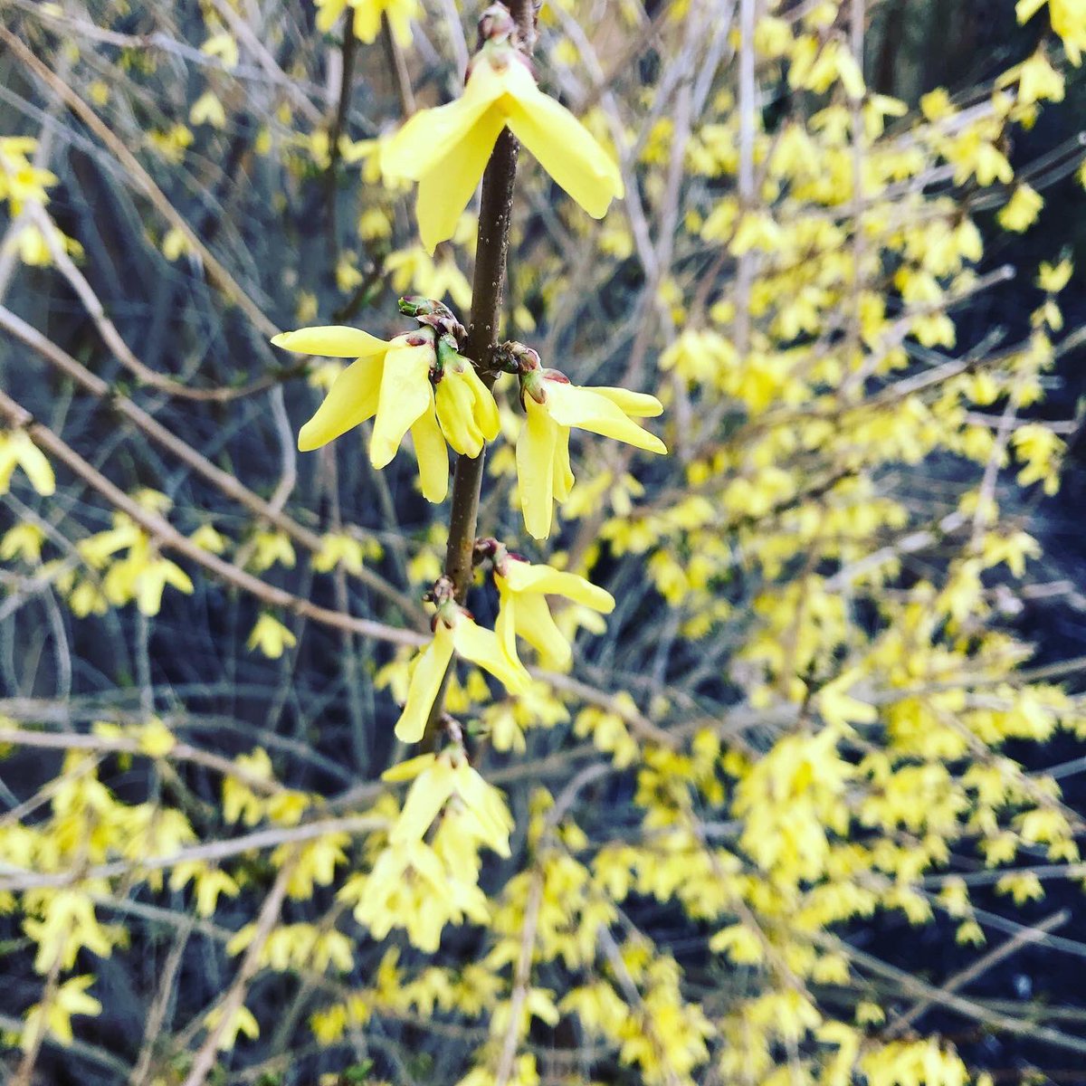 GuelphTurf's tweet photo. Forsythia in various stages of bloom in S. Ontario.  Depending on your location, full bloom should occur this week or next — which means the first wave of #WeevilWatch begins! https://t.co/ANdwpBSZez