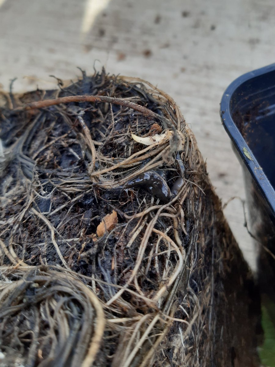 FDrizou's tweet photo. Working on the @The_RHS #flatworm web-profile the past days. Hopefully it will be up soon๐ For now couple of pictures from interceptions in @RHSWisley #Receptionunit: an Australian and an egg capsule, Obama within a pot and one feeding on an earthworm. https://t.co/mONbk60cMy