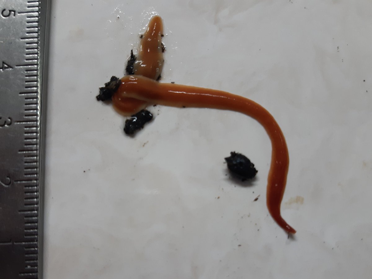 FDrizou's tweet photo. Working on the @The_RHS #flatworm web-profile the past days. Hopefully it will be up soon๐ For now couple of pictures from interceptions in @RHSWisley #Receptionunit: an Australian and an egg capsule, Obama within a pot and one feeding on an earthworm. https://t.co/mONbk60cMy