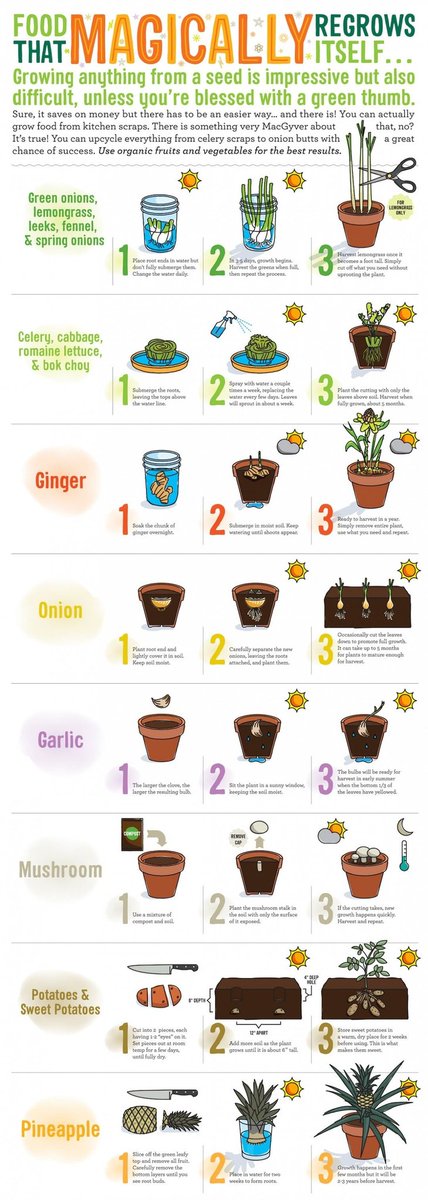 A few more ideas here. Note of the day: Reuse your food scraps!