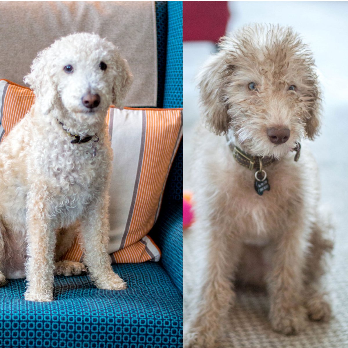 Don't know what happened to the photo! <a href="/baytreehotel/">Bay Tree Broadstairs</a> #gfw_april17 <a href="/GuildFoodWriter/">GuildofFoodWriters</a>