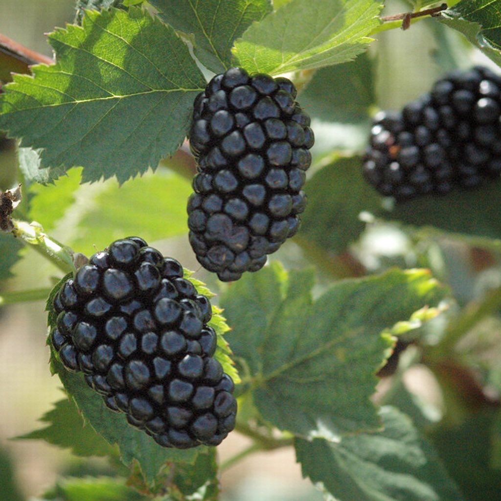 globalplantgen's tweet photo. Outstanding characteristics of Natchez include early fruit-ripening date, high fruit quality, consistent high yields, large fruit size and excellent post harvest fruit-handling potential.
#thornless #blackberry #variety #natchez #university #of #arkansas #cultivar https://t.co/3I9SFjLPO4