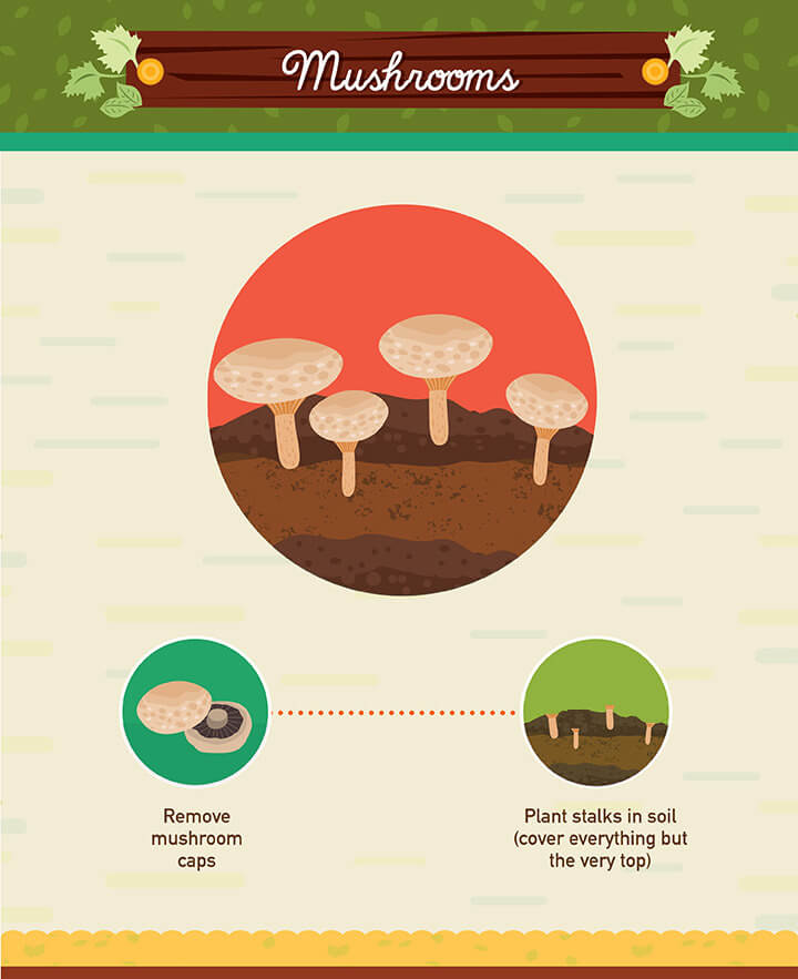 Anyone tried this one yet? Regrowing mushrooms from the stalks sounds like a great way to boost your vitamin D intake naturally. As like human skin, mushrooms are able to create vitamin D when exposed to sunshine.