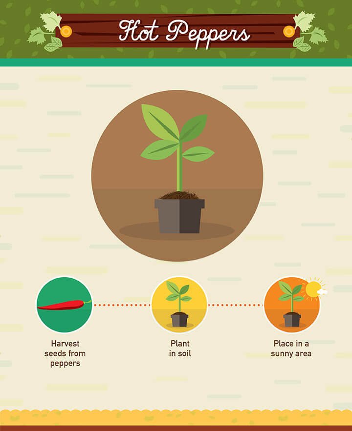 Peppers are pretty easy to grow. Save the seeds from a pepper you& #39;ve used in cooking, pot them up and watch them grow in a sunny spot. Same applies for sweet and bell peppers.
