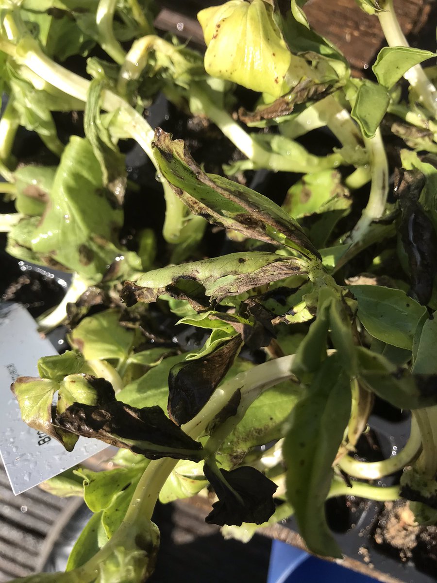 timbowdenphoto's tweet photo. @suttonsseeds dreadful broad bean plants sent by Sutton’s seeds. Have requested replacements but no reply. https://t.co/Id4MOpxT0S