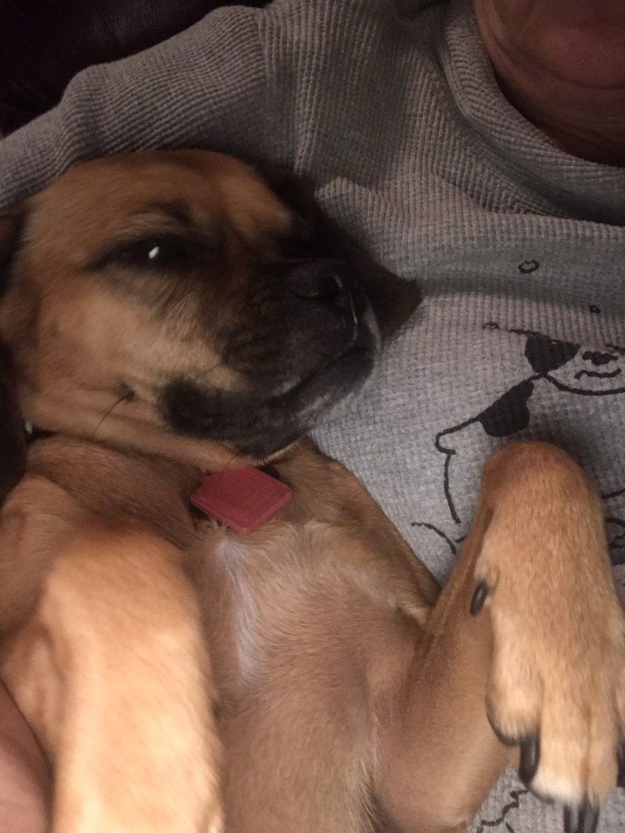 PuggleJane's tweet photo. I’m not a morning pup but if you must be awake, Rub My Belly. https://t.co/BWnWDJknIT