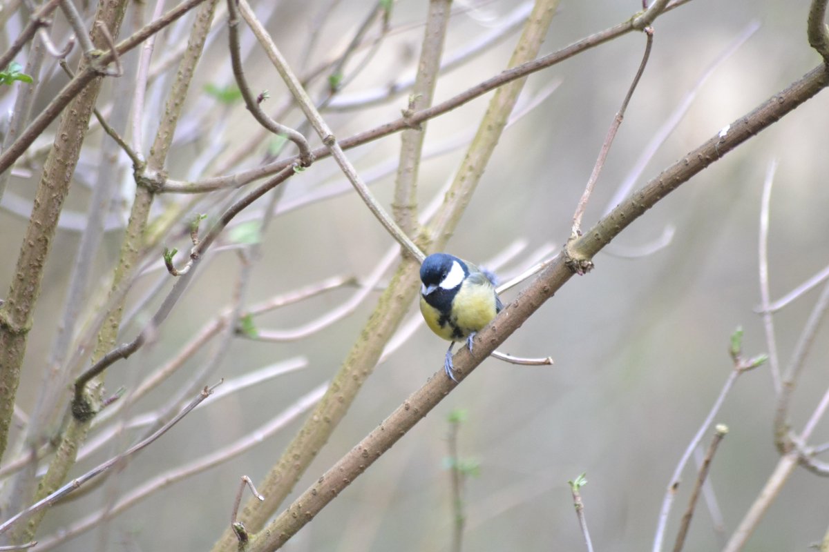 M_Leopard_T's tweet photo. Bird watching today for day 20 of our Forest School at Home activities - head to our website or Facebook page for more info https://t.co/nAsvSjhkqC