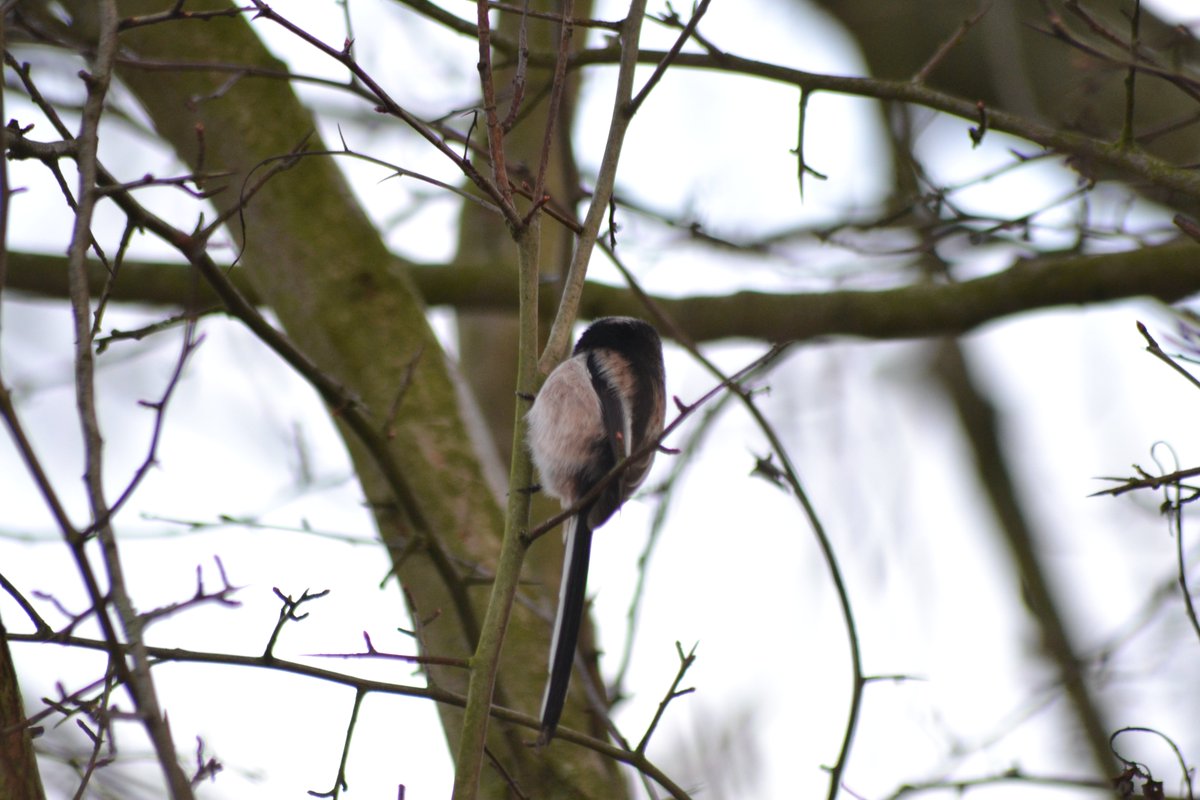 Bird watching today for day 20 of our Forest School at Home activities - head to our website or Facebook page for more info