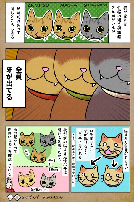 【毎日更新中】保護した猫3兄妹の、血の繋がりを感じる話。#保護猫3兄妹 #猫 #ねこ漫画 #コミックエッセイ #猫まんが 