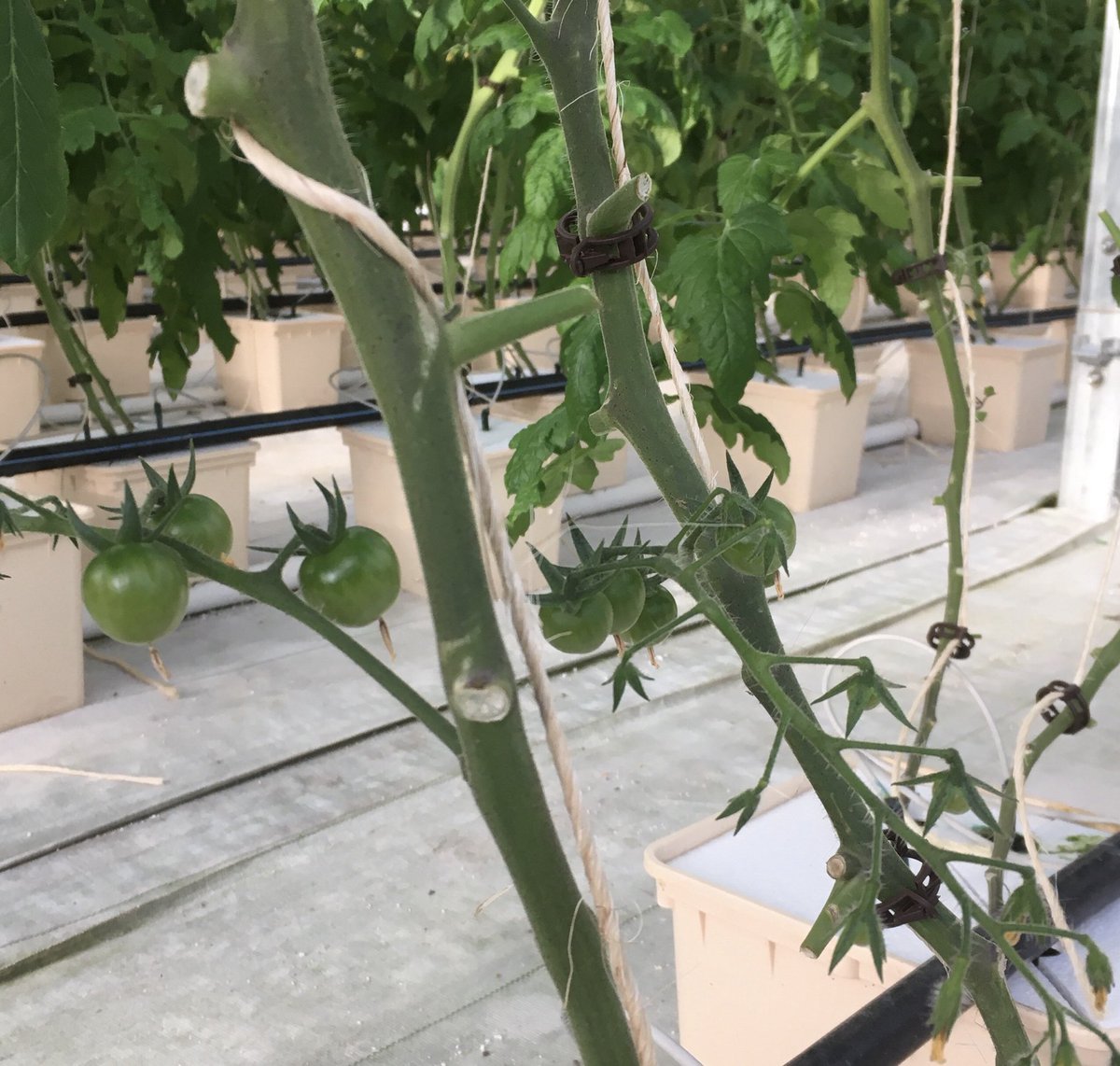 The first fruits are developing in the hydroponic house! The bees have been hard at work pollinating!