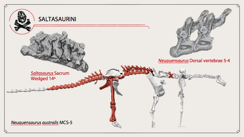 The middle dorsal vertebrae of some dicraeosaurs and titanosaurs are wedged too, but making an obtuse instead of an acute angle (like the sacrum). By modifying these vertebrae and shortening the forelimbs, the torso is curved, counteracting the keystoning of the sacrum 22/n