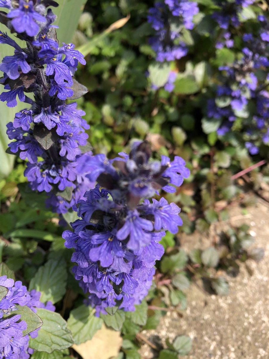 草の名は セイヨウジュウニヒトエ 代田にて 西洋十二単 写真のように花が幾重にも重なって咲くため十二単に喩えられた 種名のアジュガとも呼ばれる 食べられるか不明 一部地域ではハーブとして用いられる 一方でやや毒性を持ち妊娠中などは回避