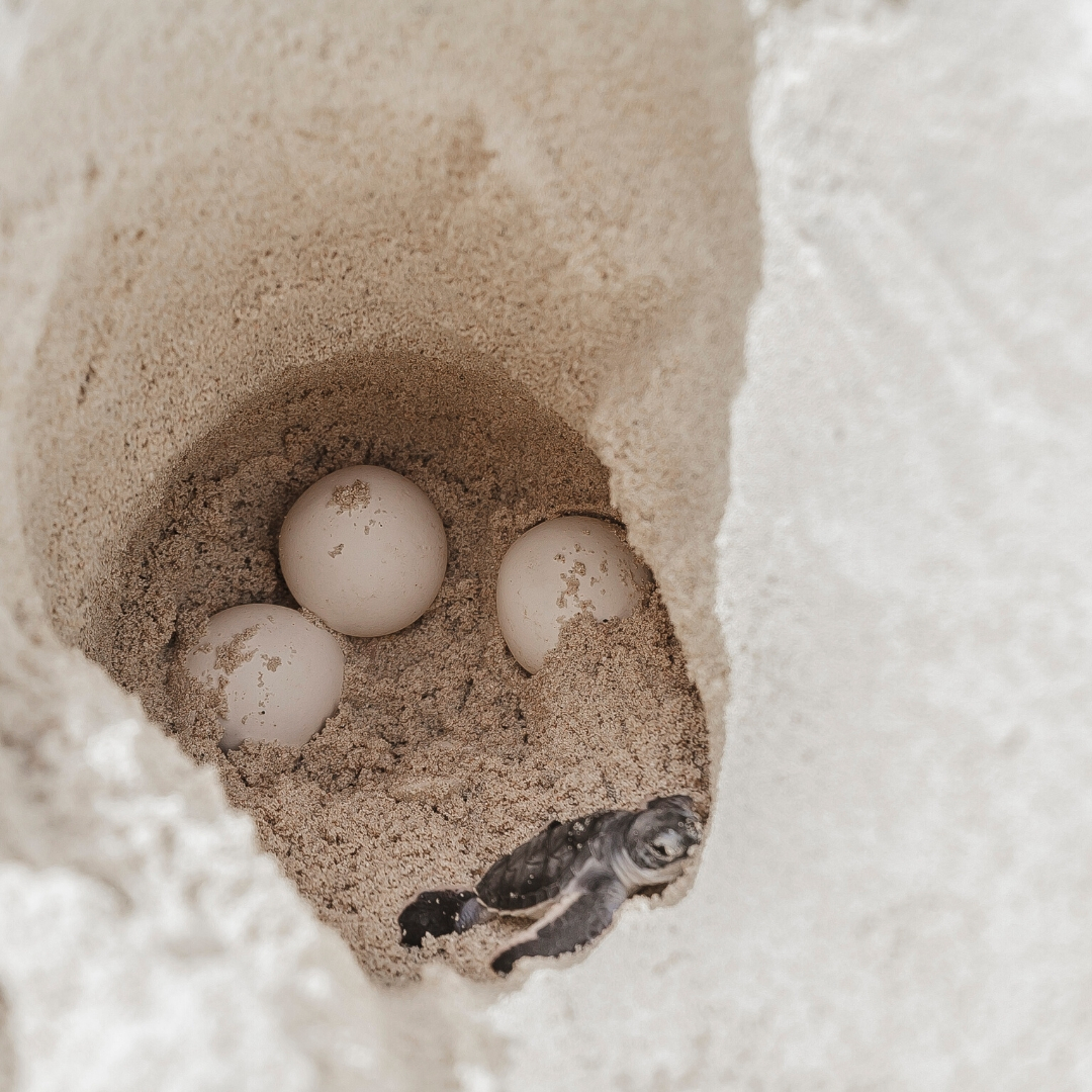 CaymanTurtle's tweet photo. The sex of sea turtles is determined by the heat of the sand incubating the turtle eggs. Studies have revealed that the sex ratio of baby sea turtle hatchings on beaches in the Caribbean is being skewed towards too many females. This scenario is likely due to Climate Change. https://t.co/XNrevD4fkq