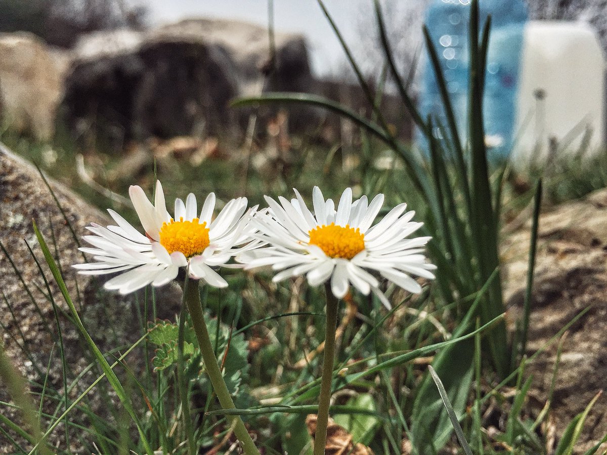 Güzel günler göreceğiz güzel insanlarla beraber.
Çiçekler açacak biz koklayacağız koparmadan.
Kuşlar ötecek biz dinleyeceğiz huzurunu bozmadan.
Yeşili ve maviyi izleyeceğiz uzaktan rengini bozmadan. 
Güzel günler göreceğiz güneşli günler güzel insanlarla beraber.