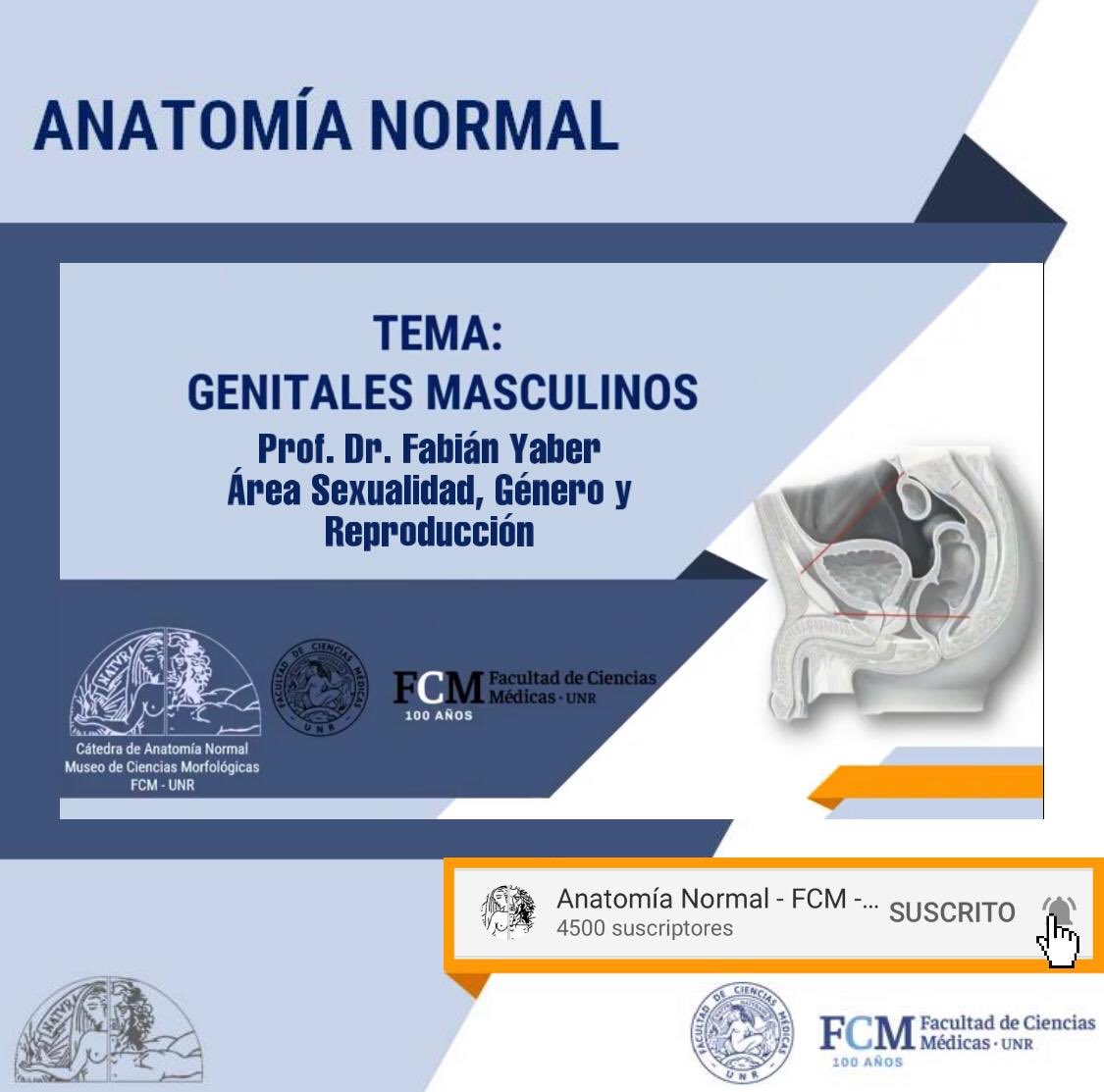 anatomiafcmunr's tweet photo. ¡ATENCIÓN 2do AÑO! NUEVO VIDEO GENITALES MASCULINOS
📌Ya se encuentra disponible en Youtube el vídeo de la UP N° 3 Anatomía de genitales masculinos
📌 Pueden encontrar el link en nuestra biografía
📌 Podrán encontrar este vídeo en el Area de Sex Genero y Rep. del Campus Virtual https://t.co/DQQZXvHJ1E