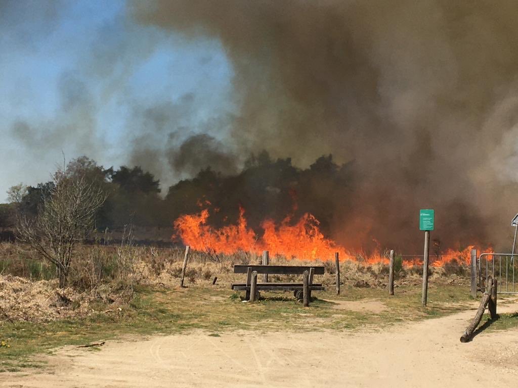 Nog altijd in Midden- #Limburg grote natuurbrand op Nationaal Park De Meinweg bij #Herkenbosch: bit.ly/2Khn7Ub Stevige wind daar niet meer precies uit het oosten, maar meer uit noordoosten tot oosten. Foto: brand parkeerplaats Elfenmeer, foto Jos van den Broek/L1