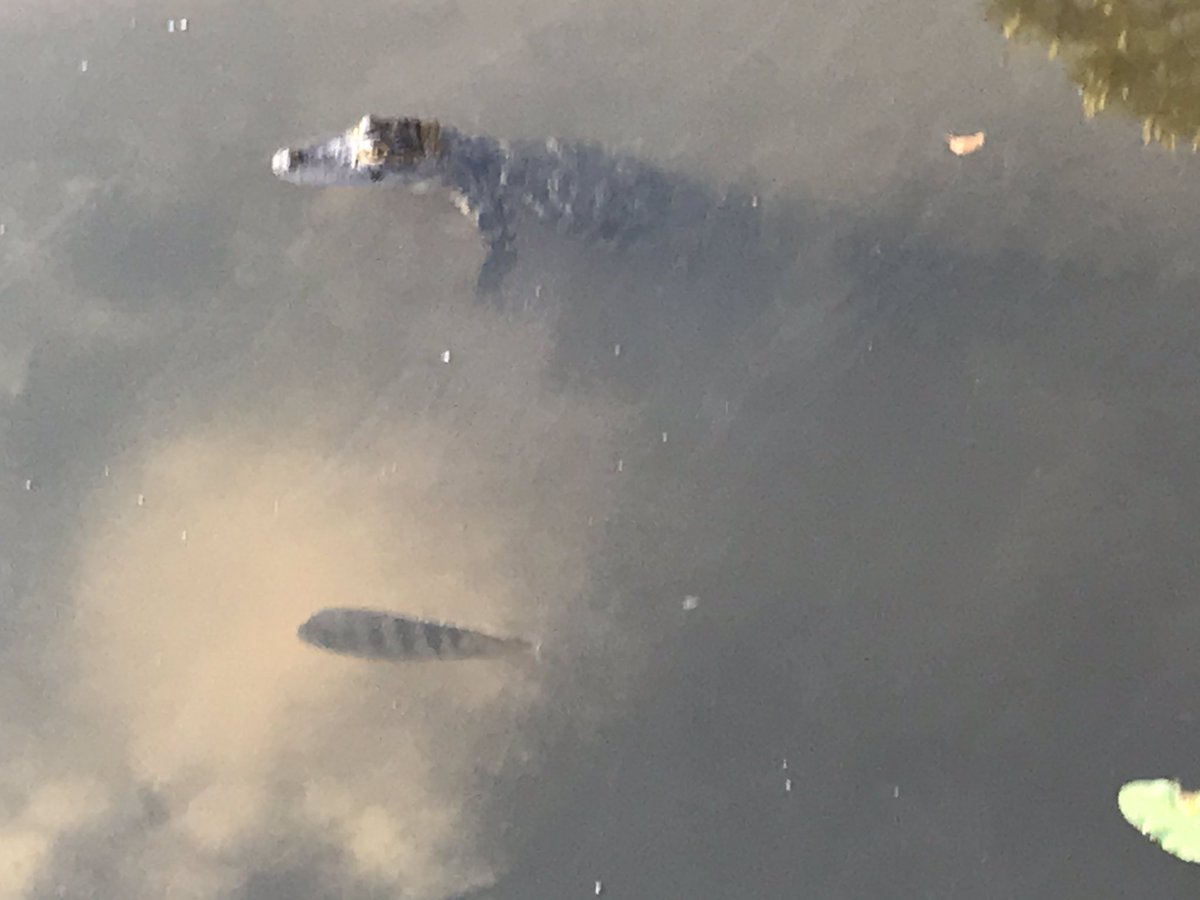 Fish and alligator staying six feet apart here. Snapped the pic on our walk