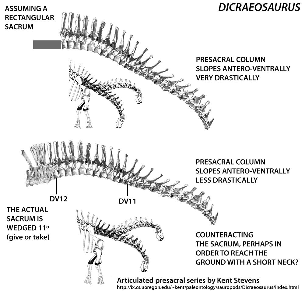 Regarding  #Dicraeosaurus remember seeing this presacral sequence articulated by Kent Stevens, and something looked weird. Considering the wedging in the sacrum, it looks like this.  @amylcampbell any clues? 23/n