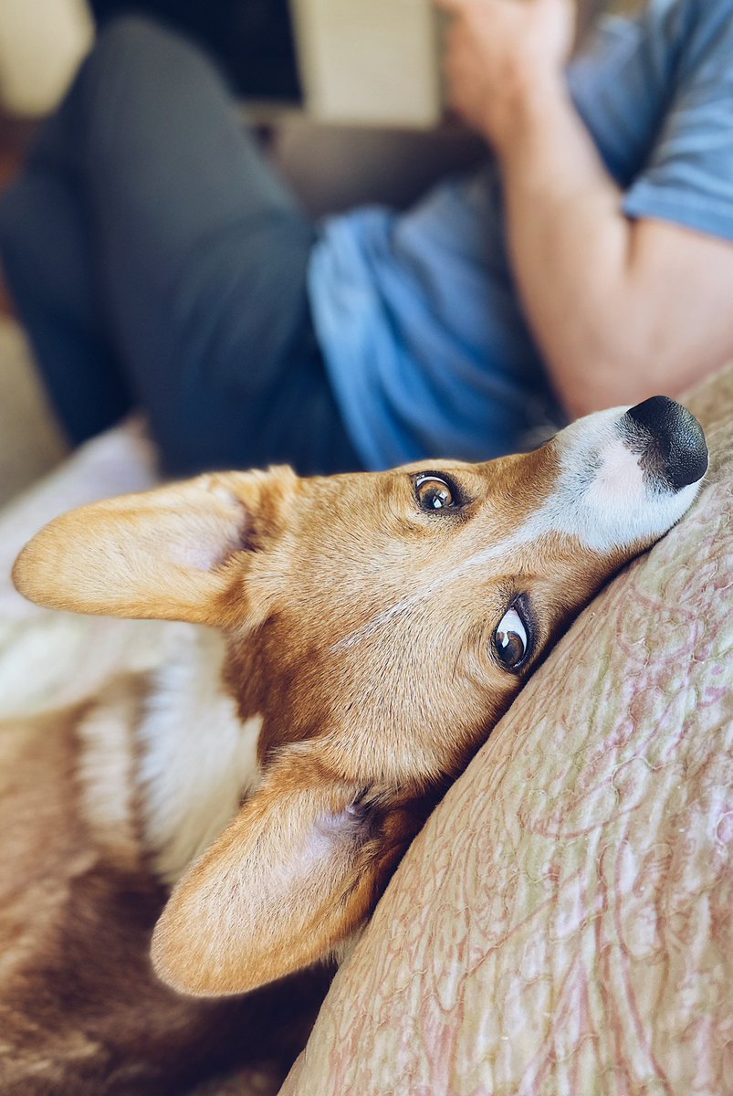 The older one is CEO, and he’s a stickler for collecting reports on belly rubs and schmackos. He distributes bonuses in the form of unexpected foot licks.