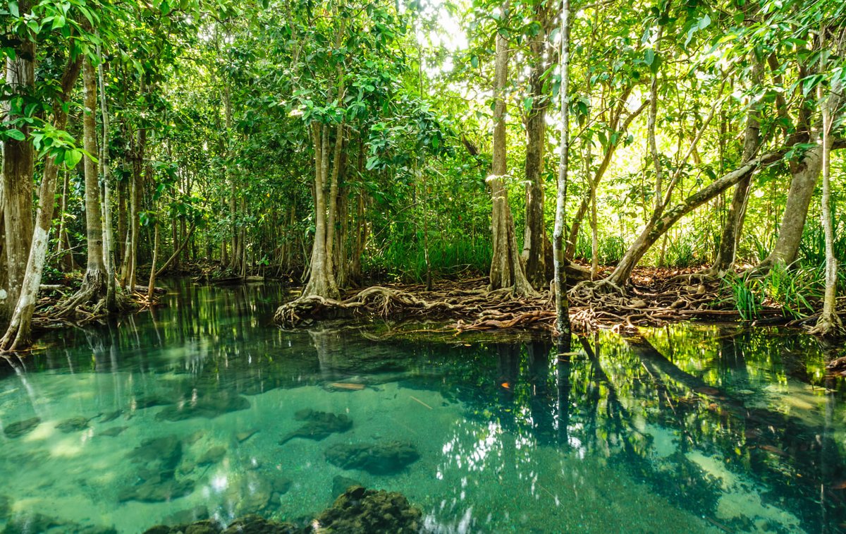 CentinelasAgua's tweet photo. Felicitamos a #Cancún y comunidad por este 50 aniversario desde su fundación. A su vez, hacemos un llamado para que sigamos conservando la riqueza natural de cenotes urbanos, manglares, acuífero y con ello que podamos apreciar nuestro recurso más valioso; el agua.
💪🏻💧🌎 https://t.co/ch0xnIlC0Q