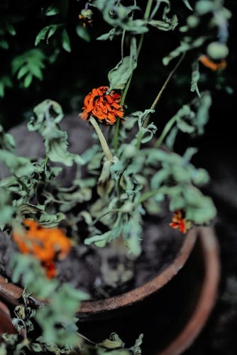 xVirity's tweet photo. With the first ever recorded multidecadal mega-drought in U.S. history, Southwestern gardeners will want to read this gardener's guide. Here, we discuss how to conserve water and support your #garden during a #drought 🙌 #gardeningtips #mondaythoughts 

https://t.co/WYyzvNLB9i https://t.co/89aLFgvga6