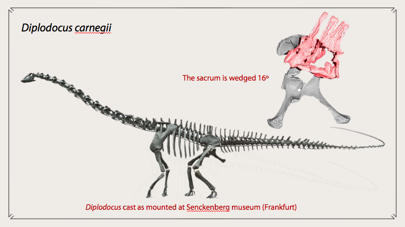 Finally,  #Diplodocus. Its sacrum is wedged 16º. Gilmore noticed it on the  @NMNH specimen, whose back actually curved down as in  #Dicraeosaurus. However, the Senckenberg museum mount has a straight back and very steep neck. So, the condition for Dippy remains a doubt for now 24/n