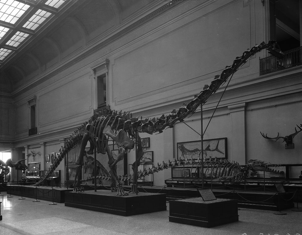 Finally,  #Diplodocus. Its sacrum is wedged 16º. Gilmore noticed it on the  @NMNH specimen, whose back actually curved down as in  #Dicraeosaurus. However, the Senckenberg museum mount has a straight back and very steep neck. So, the condition for Dippy remains a doubt for now 24/n