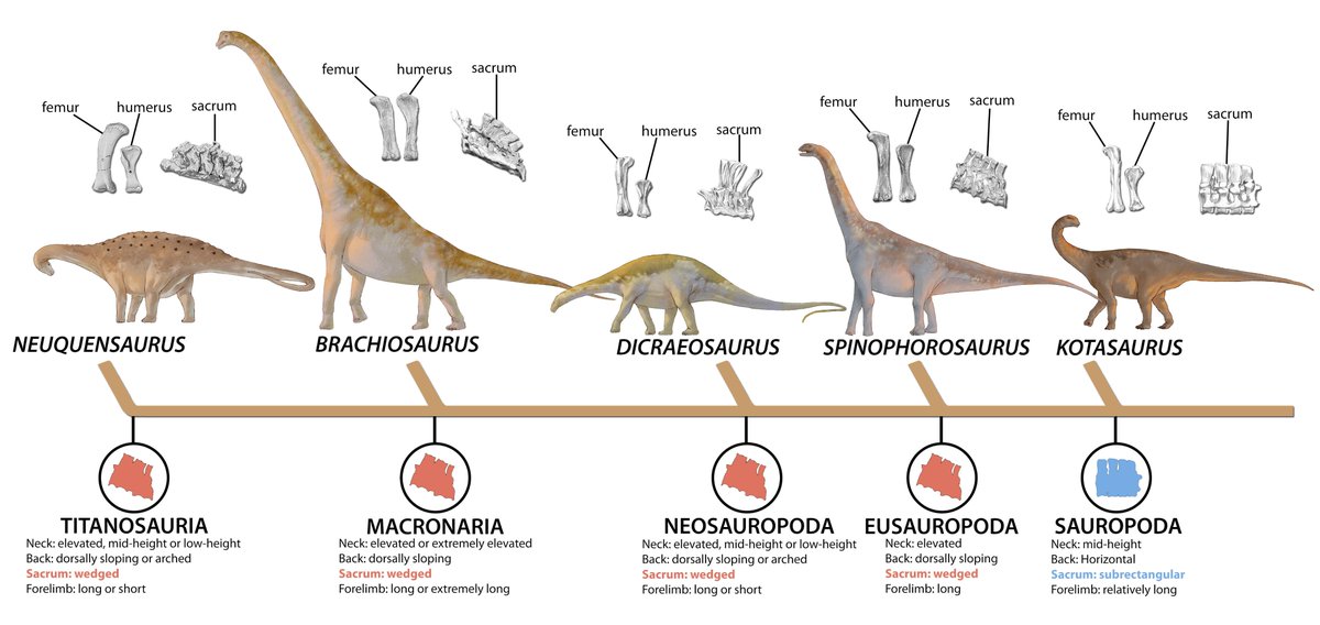 Given the role the sacrum has in the overall body proportions and orientation of eusauropod skeletons and being synapomorphic rather than homoplasic, it appears to be an evolutionary innovation. I would like to engage sauropod fellow researchers in discussing the hypothesis 25/n