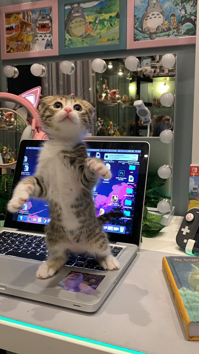 shrimp tweet media