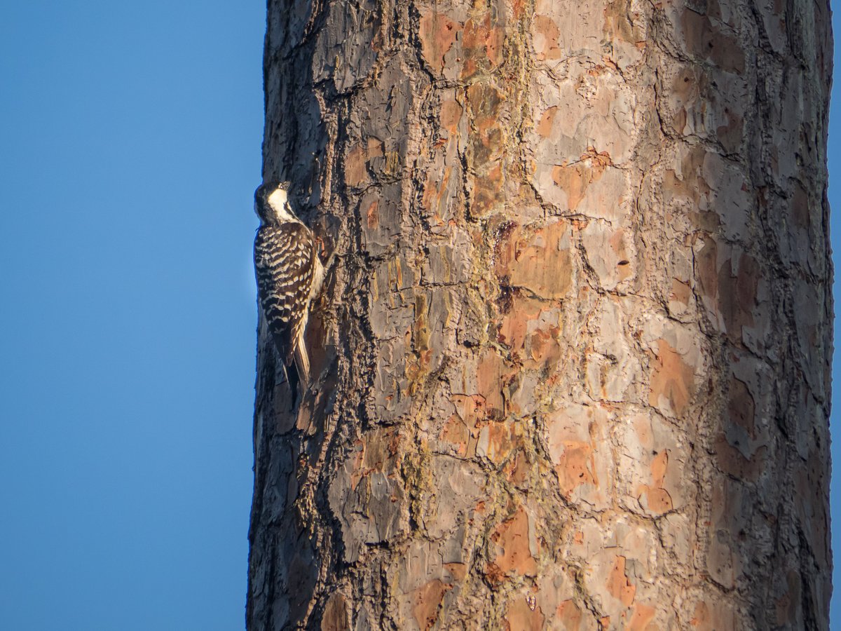 TXForestService's tweet photo. The red-cockaded woodpecker is a small, black and white woodpecker that lives in open, mature pine forests across the southeastern United States, including the W. G. Jones State Forest. Learn more about this endangered species at https://t.co/bWepJjktOU. 🌳 #txforest https://t.co/ce9ZmdM3OF