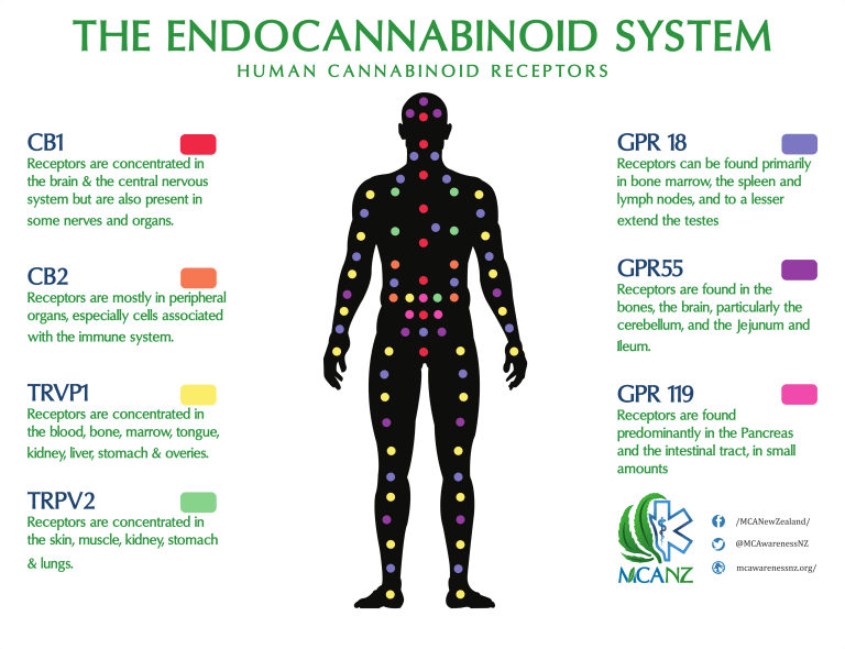 these things do stuff because we have an endocannabinoid system that is sensitive to them but tbh I don't think we really get it yet. here's a small infographic about it anyway.