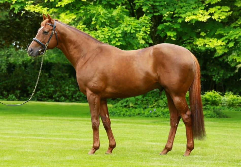 This week's column: Kingman and No Nay Never have led an exceptional group of sires that retired to stud in 2015. However, another sire from that group has a higher percentage of RPR110+ horses per runner than both of them. Read more here: attheraces.com/blogs/kevin-bl… RTs appreciated.