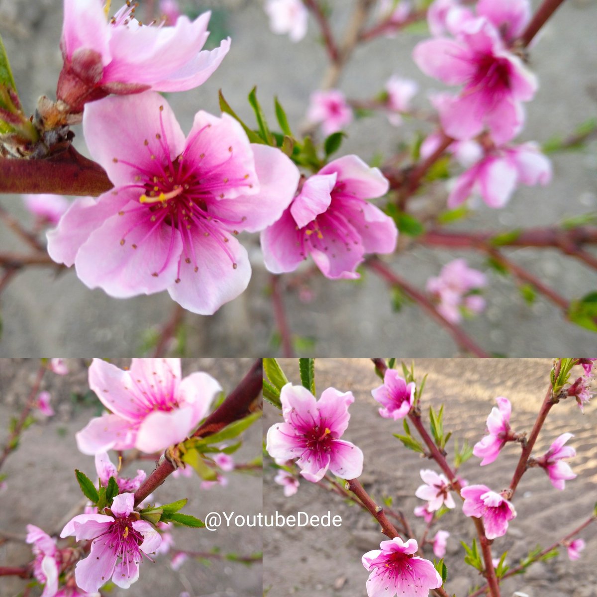 #ilkbahar canlı renkler,güzel kokular ve taze çiçekleri ile göz kamaştırıyor.