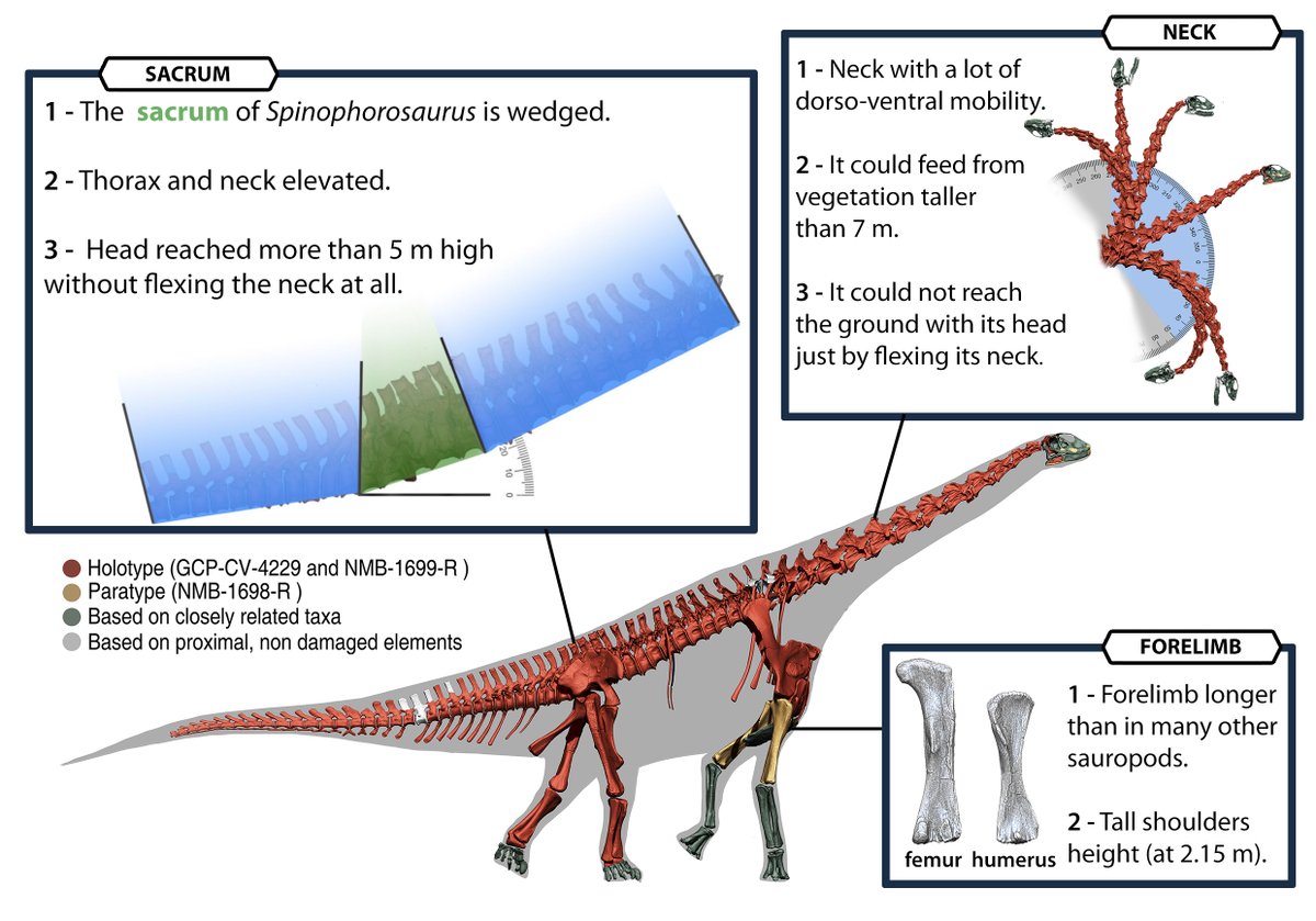 The tail, like that of most sauropods, is subhorizontal, while the presacral vertebrae (dorsals and cervicals) slope dorsally strongly. And this is because of the sacrum and posterior dorsals, which are wedged (particularly, the sacrum) 6/n