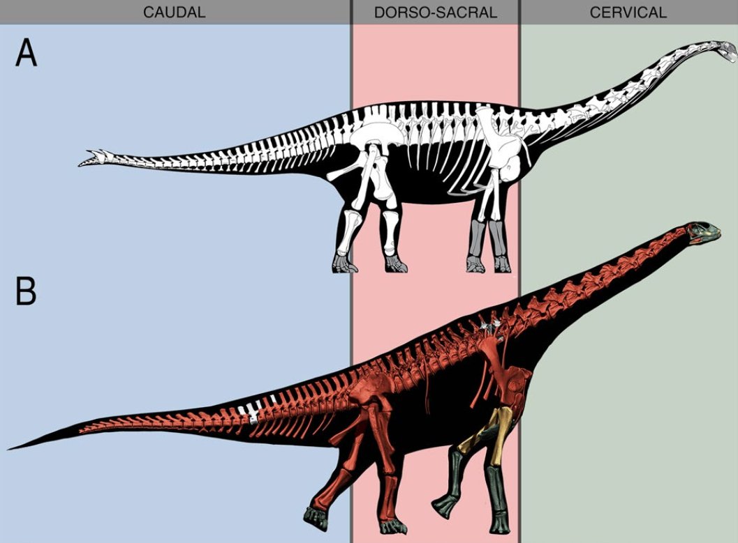 When I turned visible all the bones (skeleton mounting followed  @H_Mallison protocol: only two bones visible at once, to minimize preconceived notions): Surprise! Virtual Spinophorosaurus (B) looked nothing like previous reconstructions (A): its neck was pretty elevated. 5/n