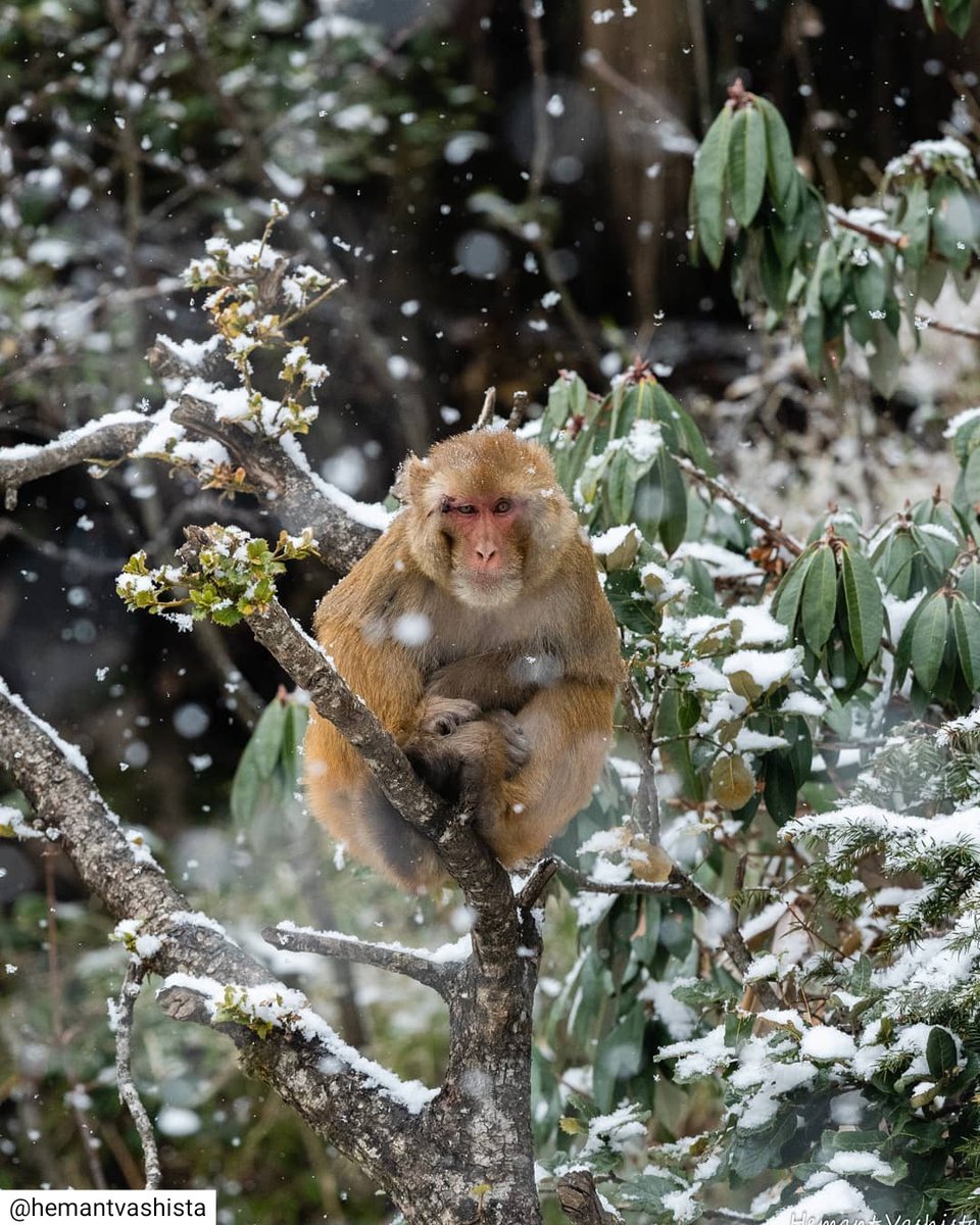 Amazing adaptiblity by Rhesus Macaques - This photo is captured by hemant vashista in Kedarnath WS shows how they have well adopted to live in cold harsh conditions. Acc to my teacher Himani Nautiyal they also can be found in higher Himalayas, if there is a presence of humans.
