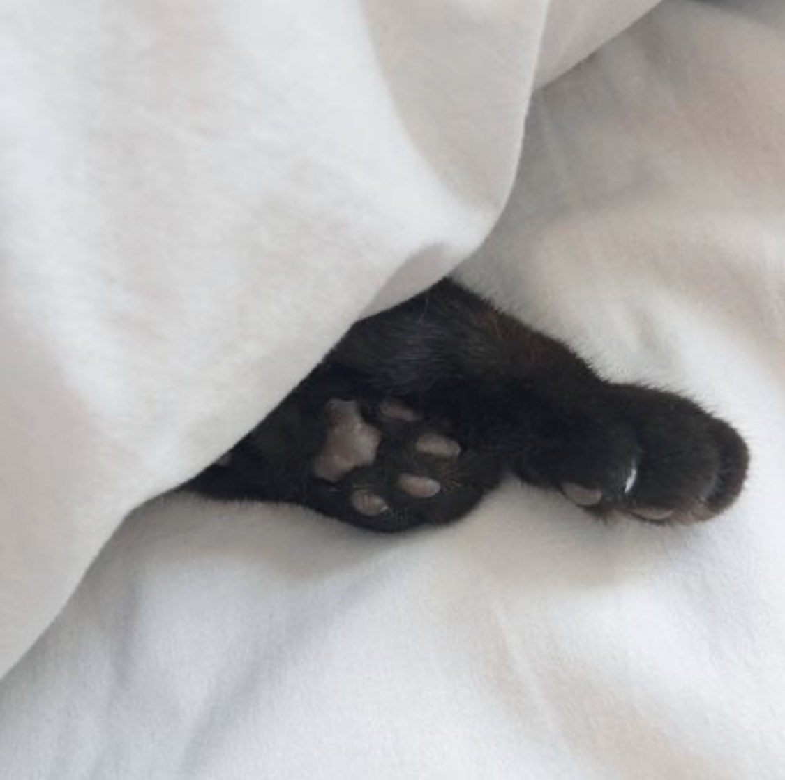 Котенок с черными лапками