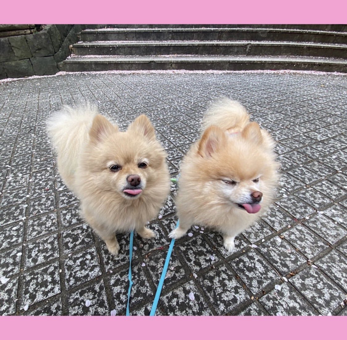 coropon2009's tweet photo. 先日のお散歩タイム❤️
可愛いなぁ😍❤️
お気に入りに登録です💓

#コロポン #コロポンのいる生活 
#舌ちろ #同じ表情 
#ぶさかわ #ブサカワ犬 
#シンクロ #ポメラニアン
#双子
#姉弟じゃないのに
#そっくり #シニア犬 #love 
#癒される　#お散歩 
#コロナが終息しますように https://t.co/OYyjkqjRHC