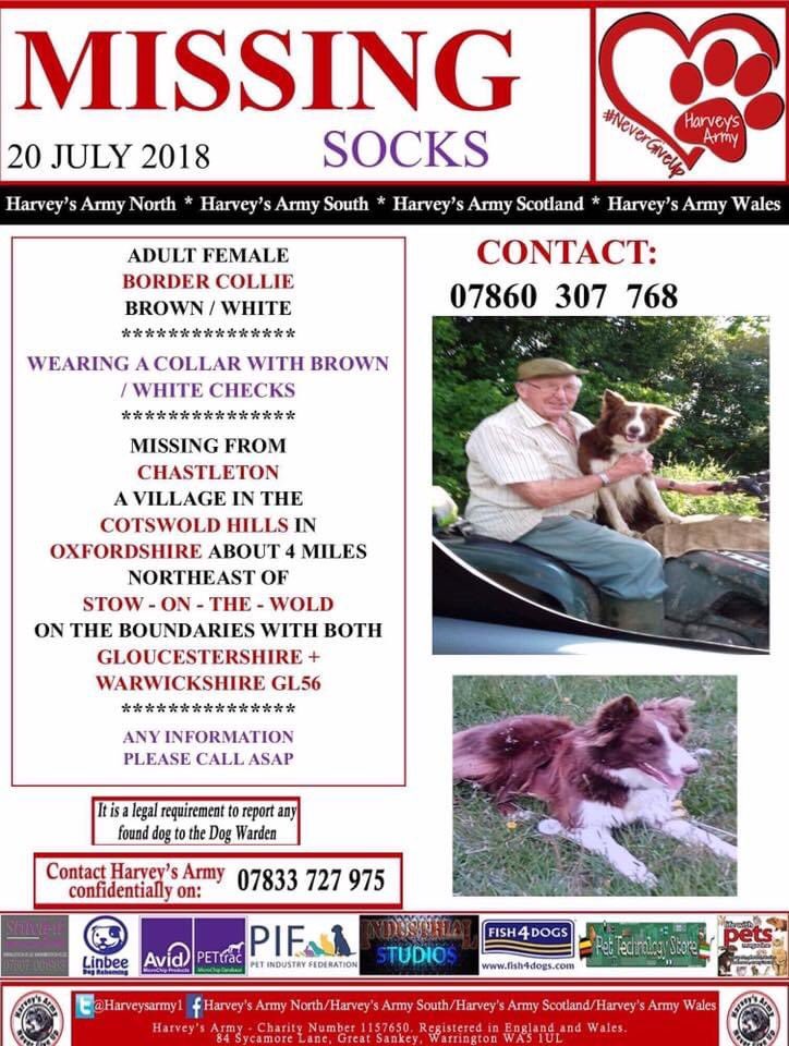 colliesontherun's tweet photo. ITS #CollieMonday
SOCKS #STOLEN adult/female #Bordercollie brown&white LOST in #Chastleton in the #Cotswold HILLS 4 mile from #StowOnTheWold
20/7/18 #GL56 Where is SOCKS?
WHAT HAPPENED TO HER? ANY INFO PLS PLS CALL NUMBER ON POSTER DAY OR NIGHT - her family are broken 💔🐾🐾 https://t.co/AnSFP9fIGc
