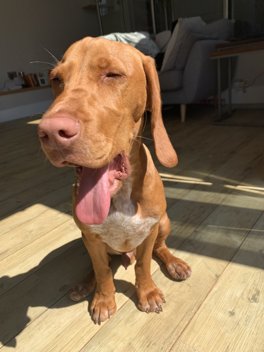 Another Monday in lockdown got me like... #lockdownlife #workingfromhome #whatdayisit