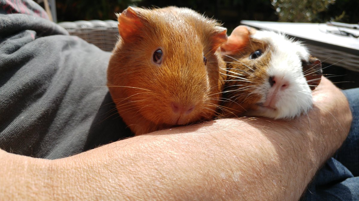 Mon 20 April (Day 25 working from home...!)Here's a lovely picture of my girls from two summers ago! I love this picture of Oro and Cleo  #PigOfTheDay