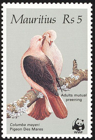 フミフミ 正解は 2枚目 モーリシャスモモイロバト です モーリシャス島で唯一 生き残っている桃色のハトであることから単にモモイロバトまたはモーリシャスバトとも呼ばれています T Co Hmit1pat7p