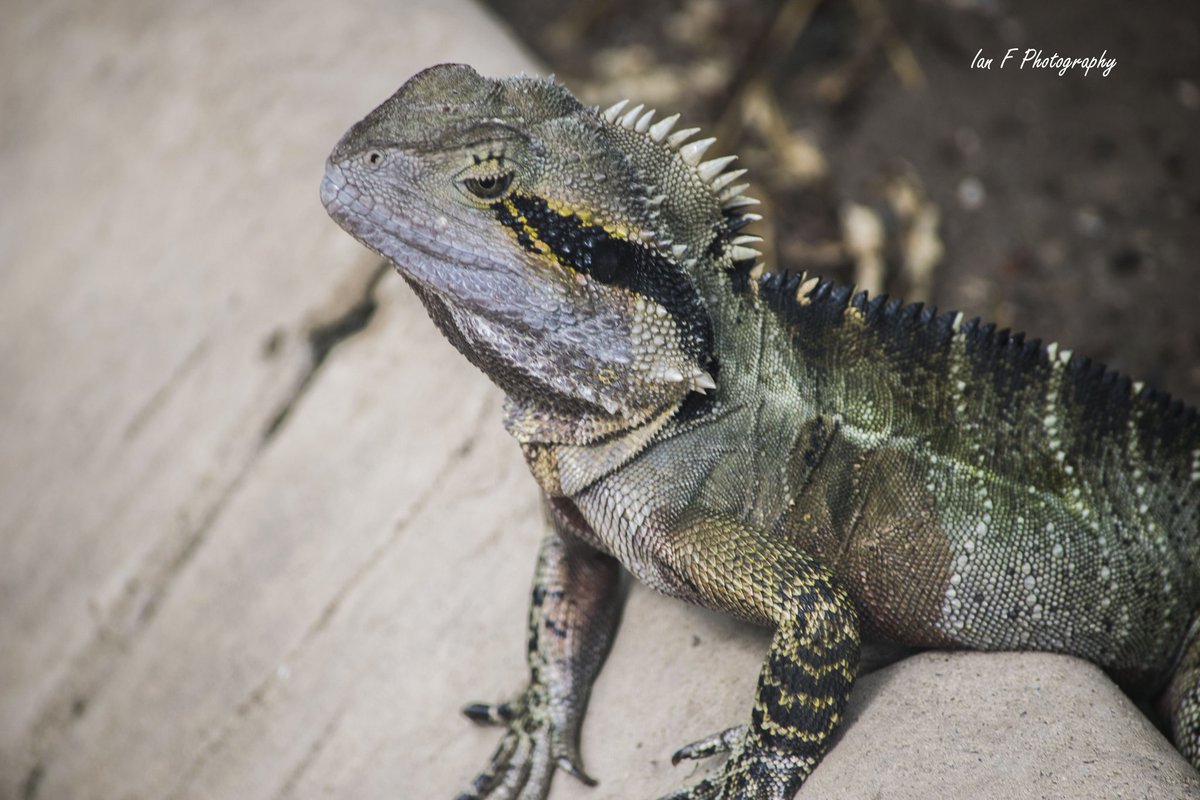IanFPhotograph1's tweet photo. Here's some cute #WaterDragons taken around the parks in #BrisbaneCity to cheer up your day.(taken before #coronavirusau ) #lizards #reptiles #StayHomeAustralia #StaySafe #StayStrong https://t.co/yXo03QOfPj