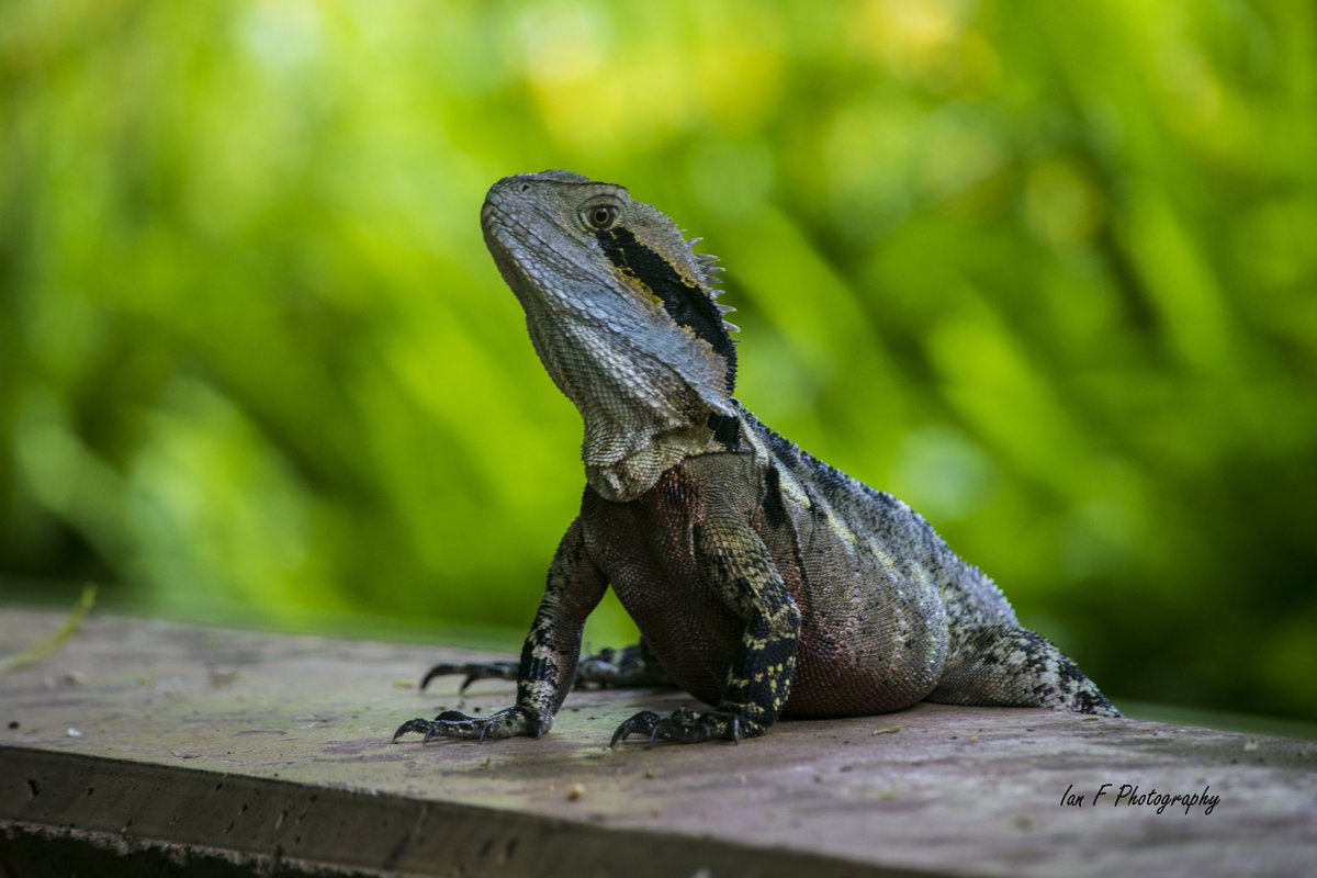 IanFPhotograph1's tweet photo. Here's some cute #WaterDragons taken around the parks in #BrisbaneCity to cheer up your day.(taken before #coronavirusau ) #lizards #reptiles #StayHomeAustralia #StaySafe #StayStrong https://t.co/yXo03QOfPj