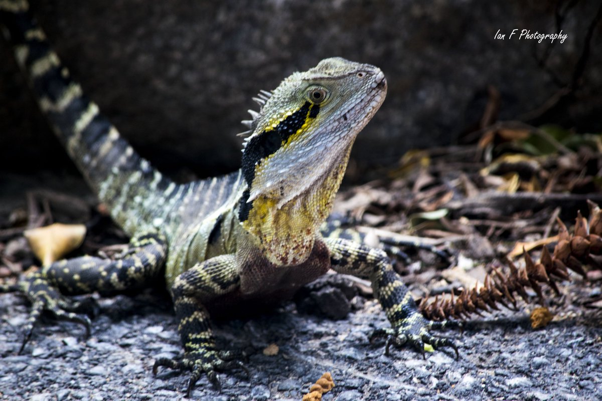 IanFPhotograph1's tweet photo. Here's some cute #WaterDragons taken around the parks in #BrisbaneCity to cheer up your day.(taken before #coronavirusau ) #lizards #reptiles #StayHomeAustralia #StaySafe #StayStrong https://t.co/yXo03QOfPj