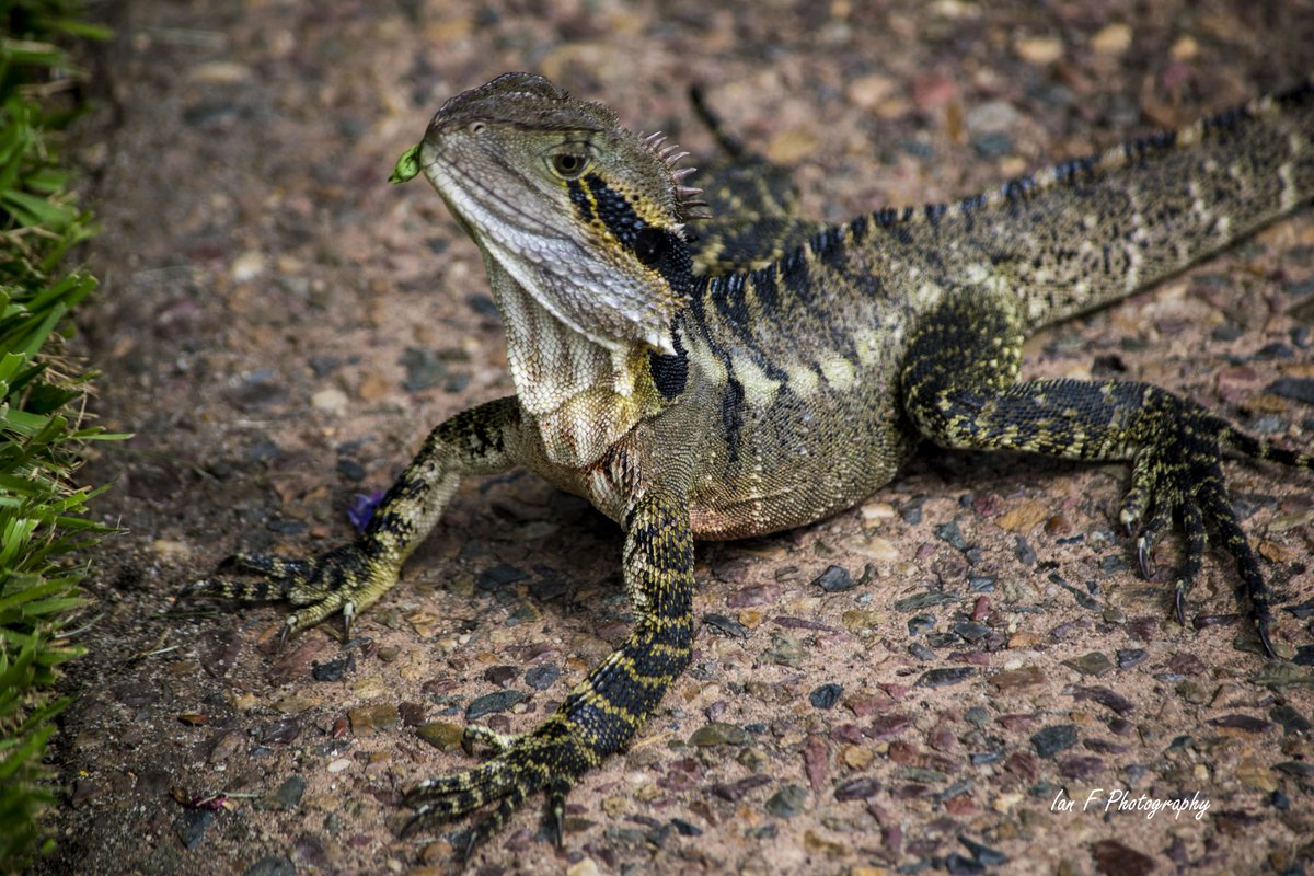 IanFPhotograph1's tweet photo. Here's some cute #WaterDragons taken around the parks in #BrisbaneCity to cheer up your day.(taken before #coronavirusau ) #lizards #reptiles #StayHomeAustralia #StaySafe #StayStrong https://t.co/yXo03QOfPj