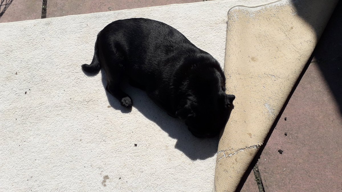 midoncat's tweet photo. It's getting breezy here, I wish the dragon would sort out my rug! #StayHomeSaveLives #dogsinisolation #ConfinementJour35 https://t.co/R1OZ4n0Lpt
