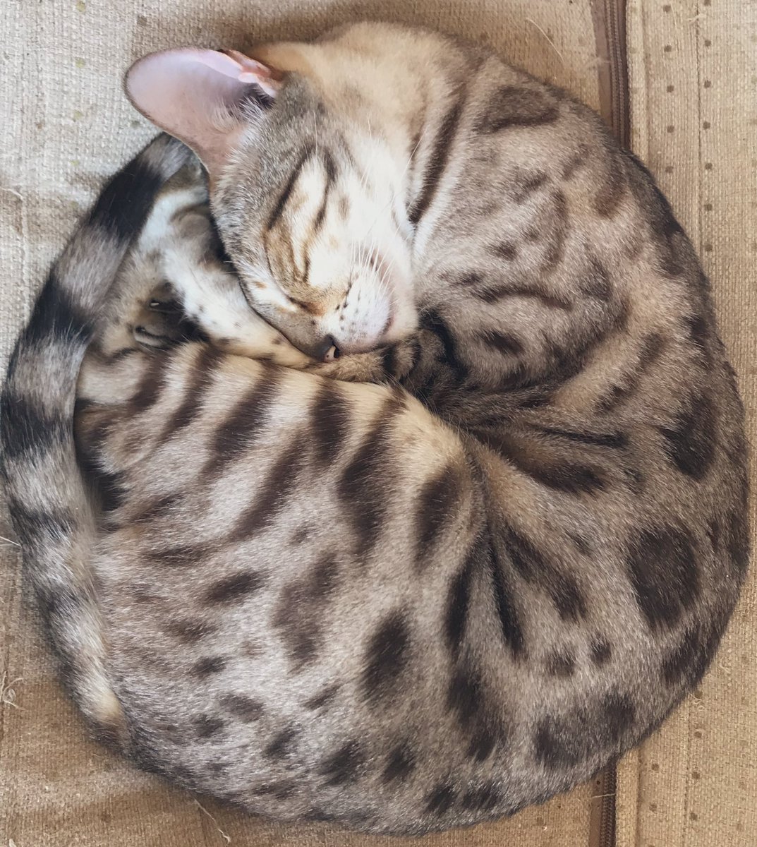 ValinVigo's tweet photo. #CatsOfTwitter #teambengal  Is #kittyloafmonday an I dus an Chelsea Bun fur yous all. Stay safe all. Polo luffs you. Xxxxx♥️♥️😽😻😹 https://t.co/ovGDfcAOqv